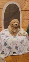 Brewster , a male Poodle - Miniature  for sale in McLeansboro, IL – 6 of 6