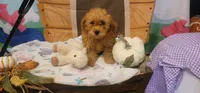 Winston , a male Poodle - Miniature  for sale in McLeansboro, IL – 7 of 7