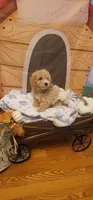 Brewster , a male Poodle - Miniature  for sale in McLeansboro, IL – 4 of 6