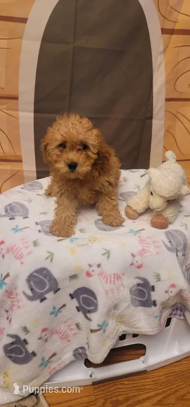Winston  – Poodle - Miniature  puppy for sale in McLeansboro, IL