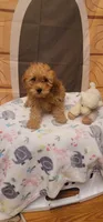 Winston , a male Poodle - Miniature  for sale in McLeansboro, IL – 1 of 7