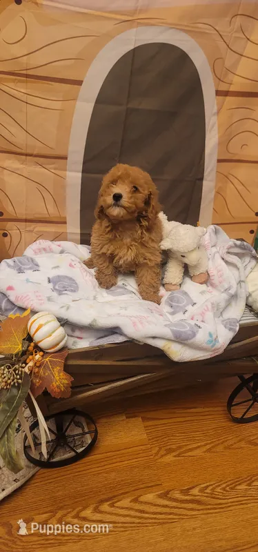 Rebel  – Poodle - Miniature  puppy for sale in McLeansboro, IL