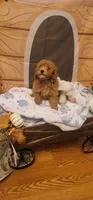 Rebel , a male Poodle - Miniature  for sale in McLeansboro, IL – 4 of 4