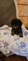 Winston , a male Cavapoo for sale in McLeansboro, IL – 5 of 5