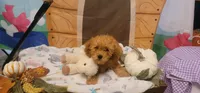 Winston , a male Poodle - Miniature  for sale in McLeansboro, IL – 6 of 7