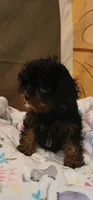 Winston , a male Cavapoo for sale in McLeansboro, IL – 2 of 5