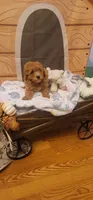 Rebel , a male Poodle - Miniature  for sale in McLeansboro, IL – 2 of 4