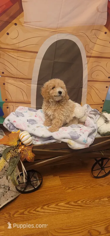 Brewster  – Poodle - Miniature  puppy for sale in McLeansboro, IL