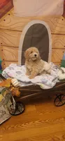 Brewster , a male Poodle - Miniature  for sale in McLeansboro, IL – 1 of 6