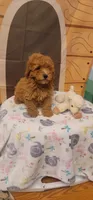 Rebel , a male Poodle - Miniature  for sale in McLeansboro, IL – 3 of 4
