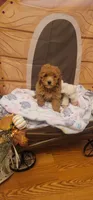 Rebel , a male Poodle - Miniature  for sale in McLeansboro, IL – 1 of 4