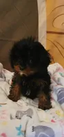 Winston , a male Cavapoo for sale in McLeansboro, IL – 3 of 5