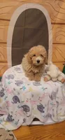 Brewster , a male Poodle - Miniature  for sale in McLeansboro, IL – 2 of 6