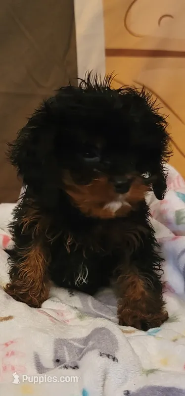 Winston  – Cavapoo puppy for sale in McLeansboro, IL