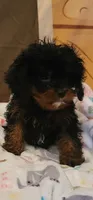 Winston , a male Cavapoo for sale in McLeansboro, IL – 1 of 5