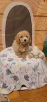 Brewster , a male Poodle - Miniature  for sale in McLeansboro, IL – 5 of 6