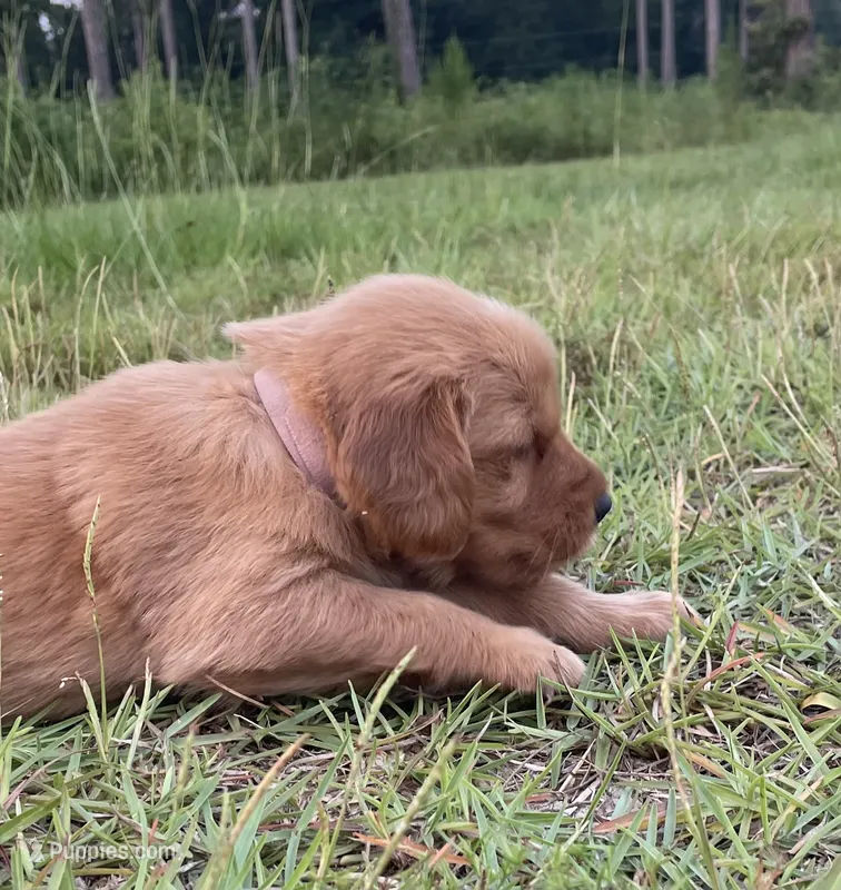 Light pink girl – Golden Retriever puppy for sale in East Dublin, GA