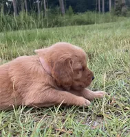 Light pink girl, a female Golden Retriever for sale in East Dublin, GA – 1 of 1