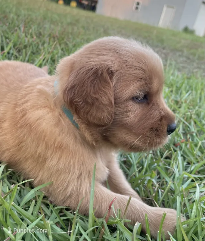 Light blue boy – Golden Retriever puppy for sale in East Dublin, GA