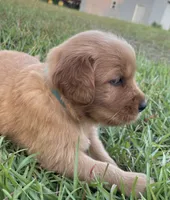 Light blue boy, a male Golden Retriever for sale in East Dublin, GA – 1 of 1