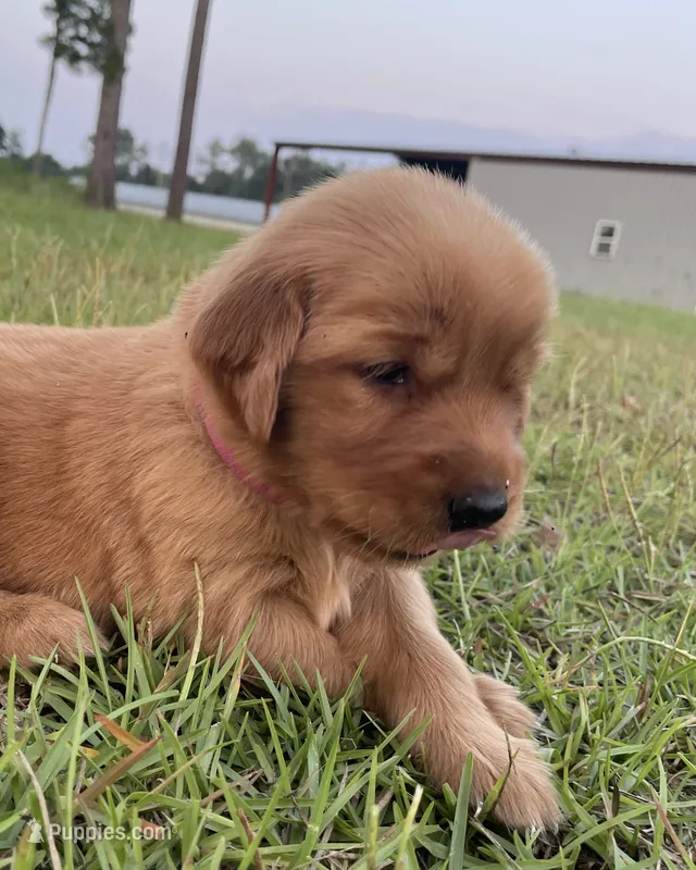 Dark pink girl – Golden Retriever puppy for sale in East Dublin, GA