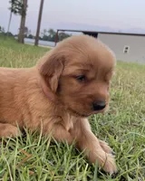 Dark pink girl, a female Golden Retriever for sale in East Dublin, GA – 1 of 1