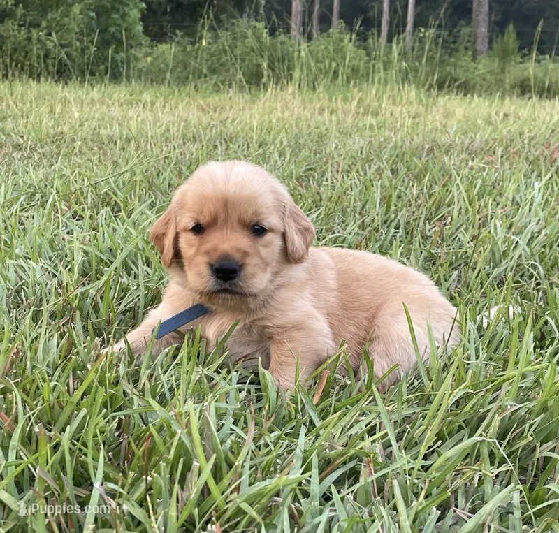 Dark blue boy  – Golden Retriever puppy for sale in East Dublin, GA