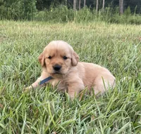 Dark blue boy , a male Golden Retriever for sale in East Dublin, GA – 1 of 1