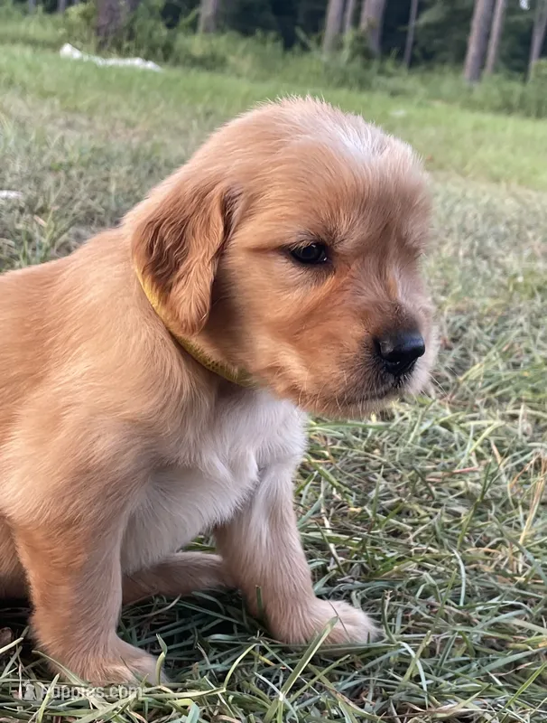Yellow girl – Golden Retriever puppy for sale in East Dublin, GA
