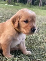 Yellow girl, a female Golden Retriever for sale in East Dublin, GA – 1 of 1