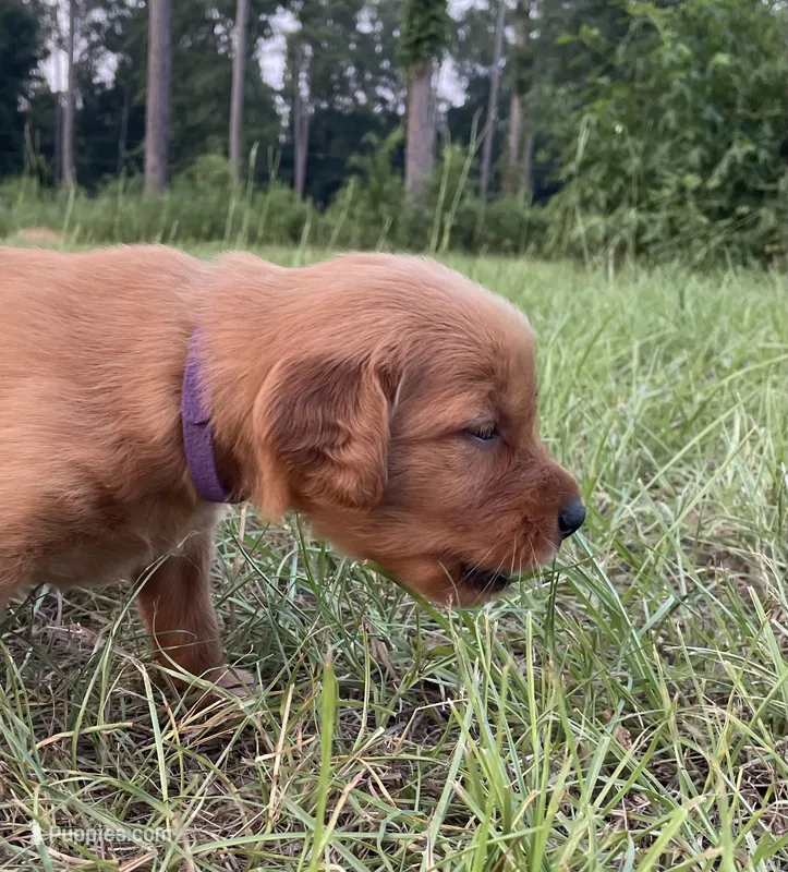Purple girl  – Golden Retriever puppy for sale in East Dublin, GA