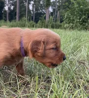 Purple girl , a female Golden Retriever for sale in East Dublin, GA – 1 of 1