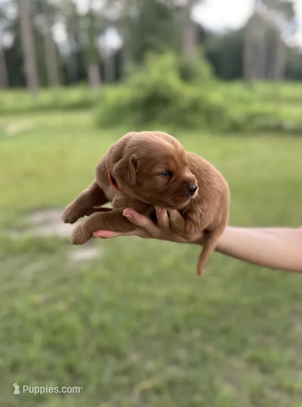 Red Boy – Golden Retriever puppy for sale in East Dublin, GA