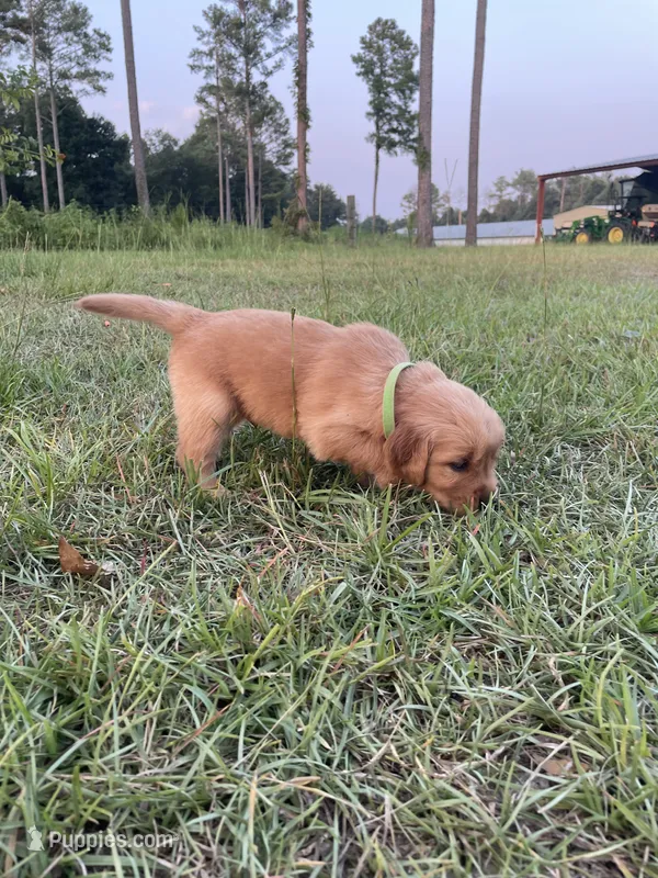 Green boy – Golden Retriever puppy for sale in East Dublin, GA
