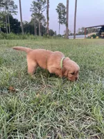 Green boy, a male Golden Retriever for sale in East Dublin, GA – 1 of 1