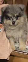 Neely , a female Pomeranian for sale in Fall Branch, TN – 2 of 2
