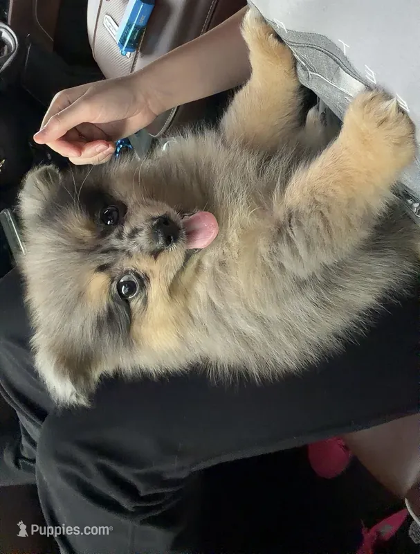 Neely  – Pomeranian puppy for sale in Fall Branch, TN