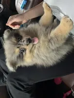 Neely , a female Pomeranian for sale in Fall Branch, TN – 1 of 2