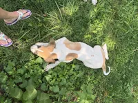 Tinker bell , a female Great Dane for sale in Shelby, NC – 2 of 8