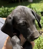 Judy Hobbs, a female Great Dane for sale in Shelby, NC – 2 of 3