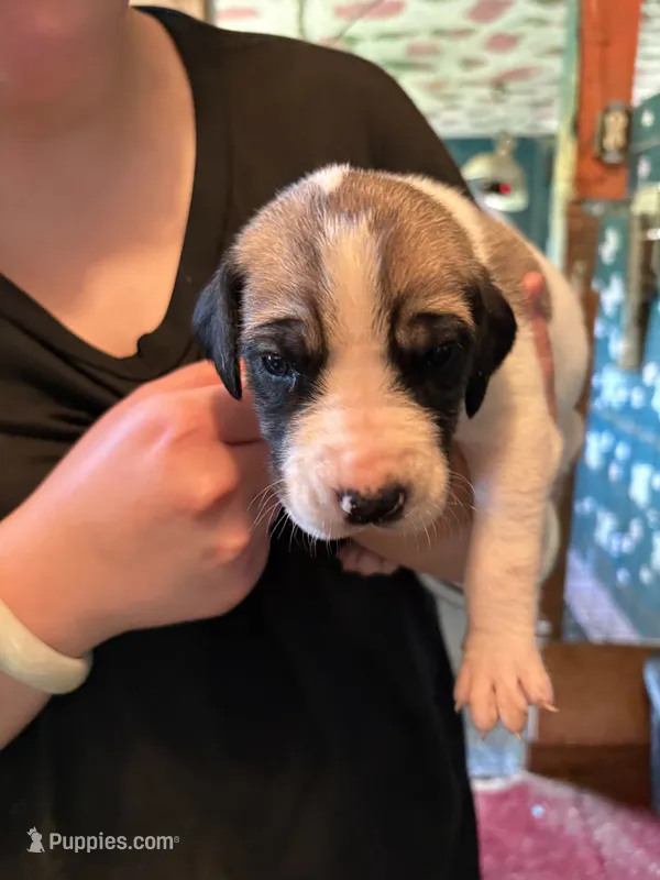 Tinker bell  – Great Dane puppy for sale in Shelby, NC