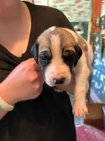 Tinker bell , a female Great Dane for sale in Shelby, NC – 1 of 2