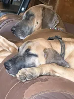 Peter Pan, a male Great Dane for sale in Shelby, NC – 3 of 8