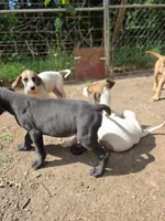 Olaf, a male Great Dane for sale in Shelby, NC – 2 of 7