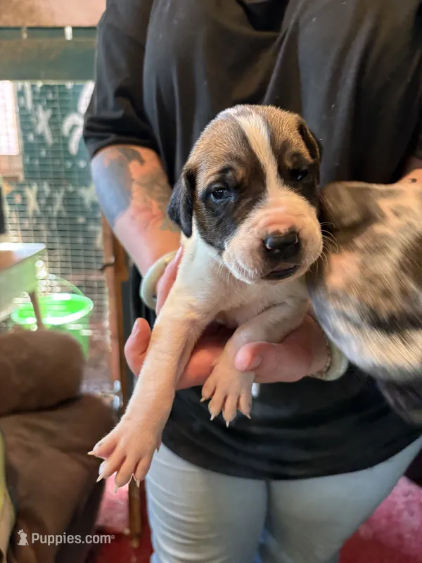 Wendy – Great Dane puppy for sale in Shelby, NC