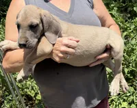 Faline, a female Great Dane for sale in Shelby, NC – 2 of 2