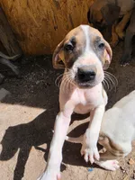 Wendy, a female Great Dane for sale in Shelby, NC – 4 of 6