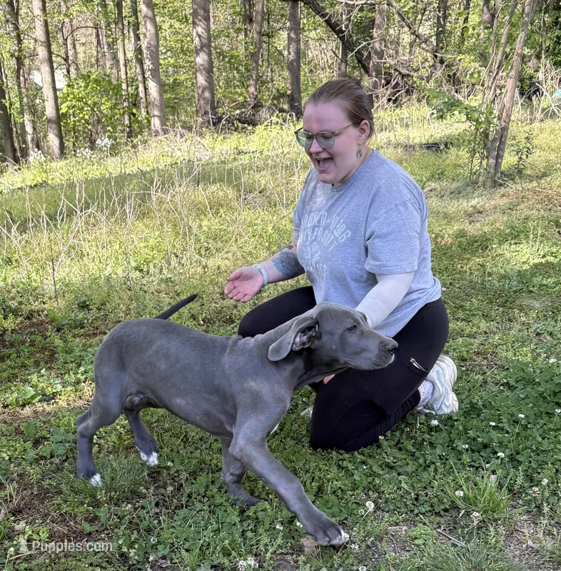 Joey – Great Dane puppy for sale in Shelby, NC