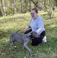Joey, a male Great Dane for sale in Shelby, NC – Photo 1 of 3