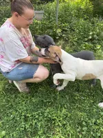 Wendy, a female Great Dane for sale in Shelby, NC – 2 of 9
